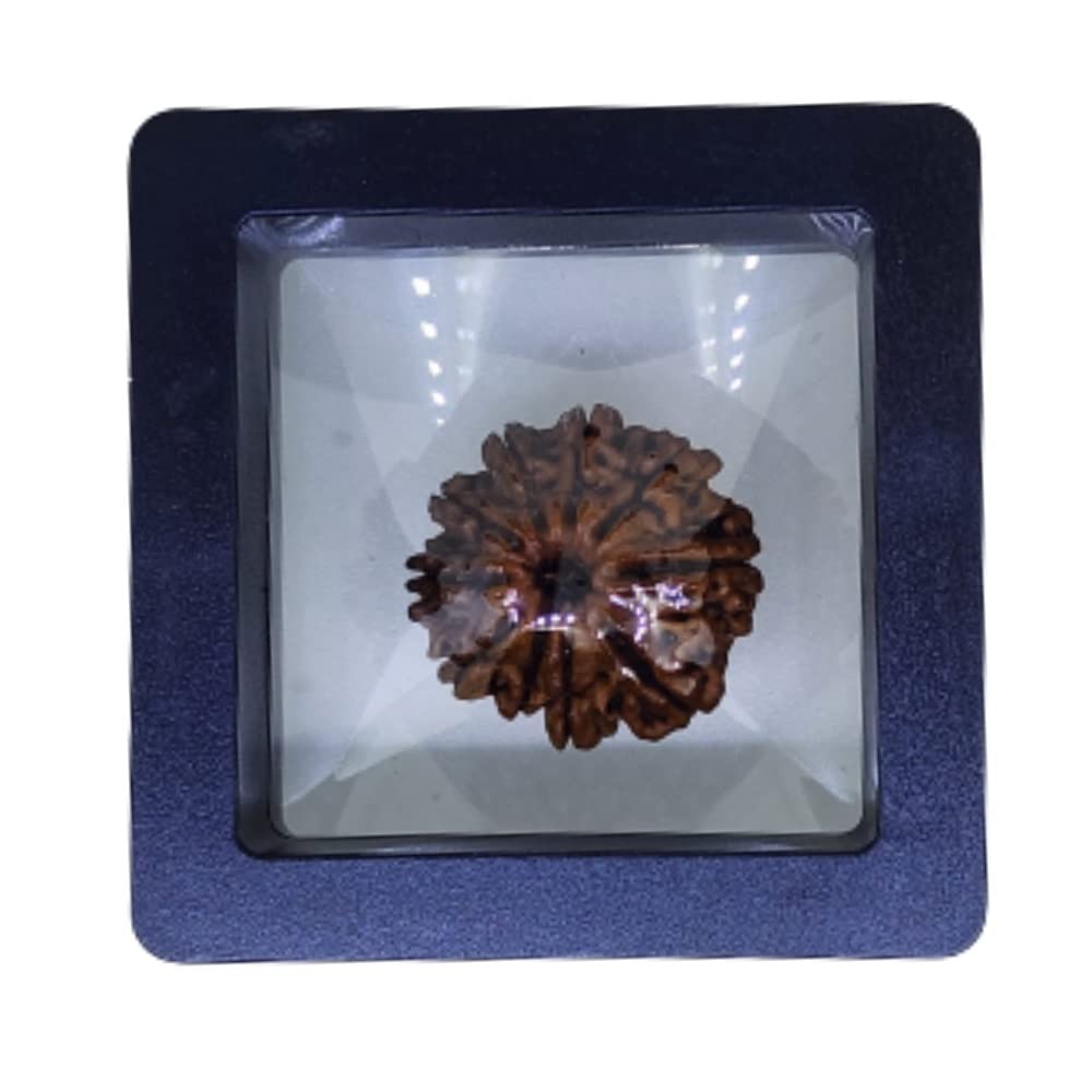 NATURAL 10 MUKHI RUDRAKSHA CERTIFIED - NEPAL | BROWN | PJTL10M01 - ASTROLOGICAL BENEFITS - UNISEX PENDANTS - POSITIVE ENERGY FOR MEN & WOMEN