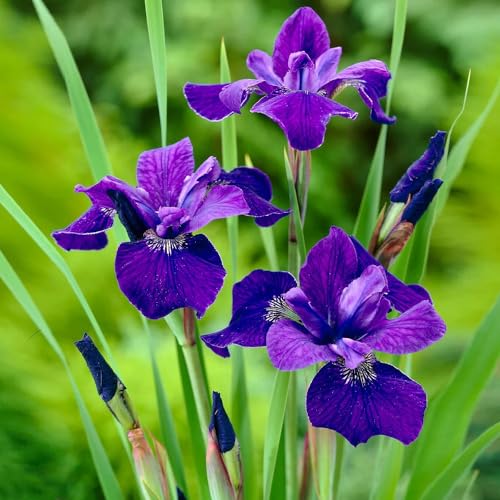 Votaniki Caesar's Brother Siberian Iris - Perennial Flowering Plant, Siberian Iris Rhizomes for Planting | Spring & Summer Flowers, Easy to Grow (2 Pack)