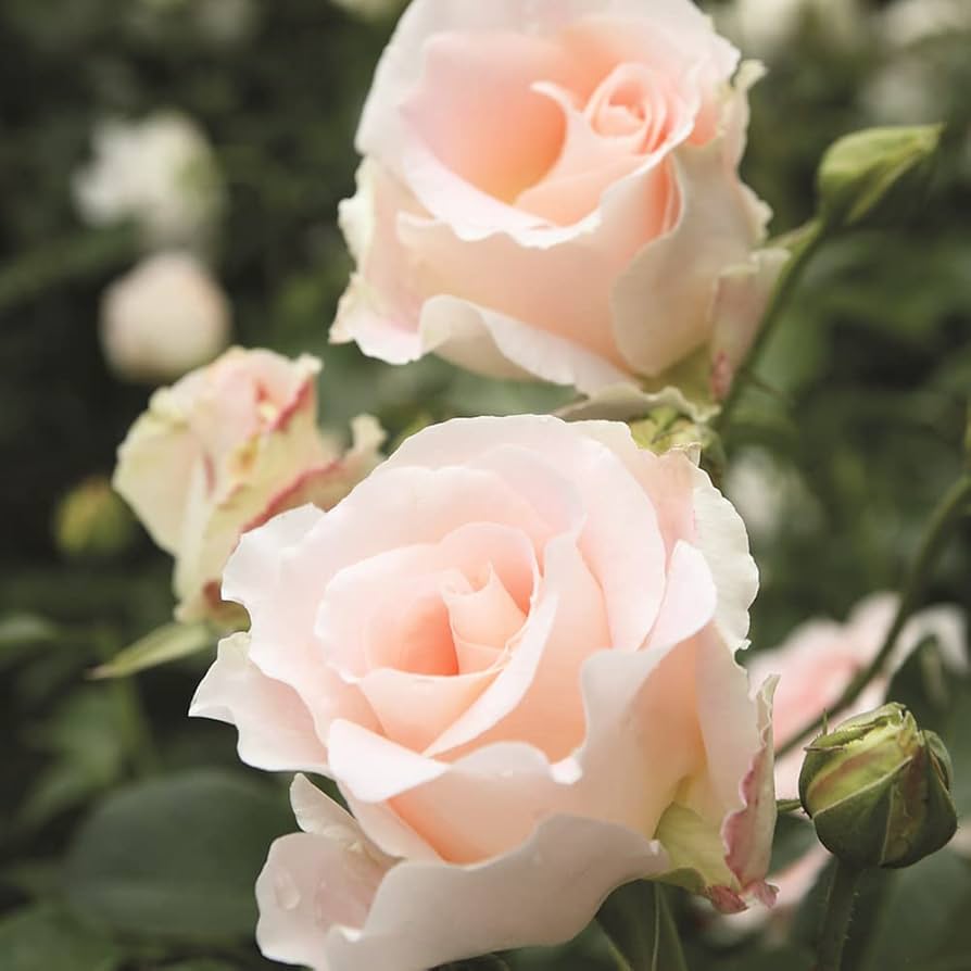 要問合わせ♥️薔薇好き女子へ♥️ロココ調ミラー　ゴールド　ホワイト 要問合わせ♥️薔薇好き女子へ♥️ロココ調ミラーゴールドホワイト