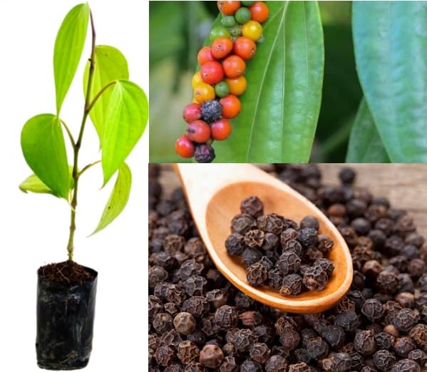 Green view All Spice Flavour Of Cinnamon, Nutmeg and