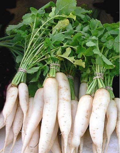 Lanza blanco fresco rábano daikon Miyashige - 500 - Semillas - sabrosas raíces sanas y verdes