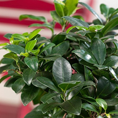 Dominik Blumen und Pflanzen, Lorbeer-Feige Ficus mic. Ginseng, 8cm Topf, 3 Pflanzen