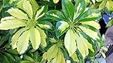 Suitable for all type of soil Generic 30 Schefflera arboricola, Nani Seeds Umbrella Tree: Only seeds