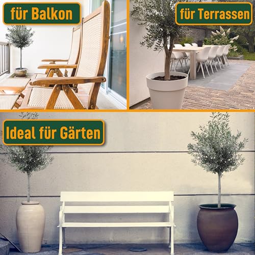 Mediterranea Olivenbaum Olea Europaea 160 cm Frosthart bis -18°C mit Mediterranem Flair für Garten & Terrasse