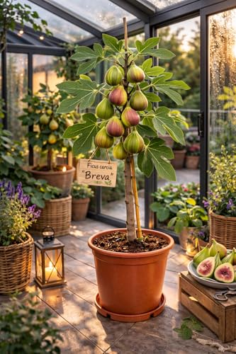 Feigenbaum Breva 70100 cm Echte Feige (Ficus carica) winterhart mediterrane Kübelpflanze süße Früchte robust & pflegeleicht für Balkon Terrasse & Garten