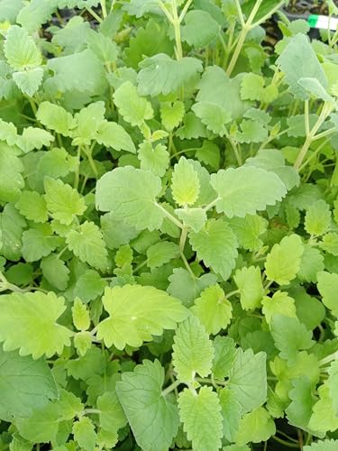 3 Catnip Live Starter Plants - Fragrant Perennial Herb for Cats and Garden Delight, Pet Friendly