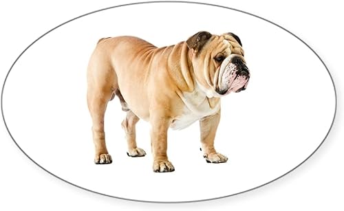 CafePress Etiqueta engomada ovalada del parachoques del bulldog inglés, calcomanía del coche oval euro