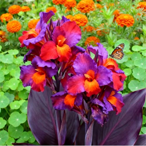 Superharte Canna/Canna-Knolle/Langblühend/Gartendekoration/Teichdekoration-1 PCS-J