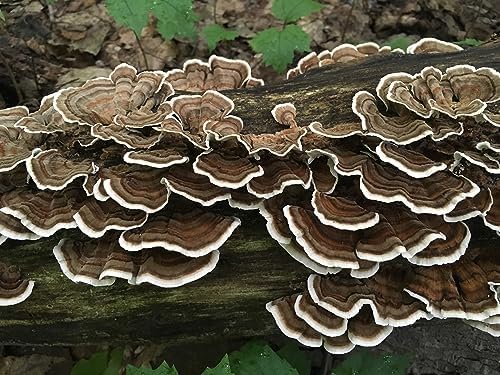 Organic Chestnut Mushroom Spawn Plugs – 100+ Plugs For Log Inoculation (Grow Your Own At Home!)