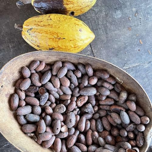 Nicaragua 2: Ometepe: A Sacred Island, Lots of Chocolate, and Freshwater Sharks