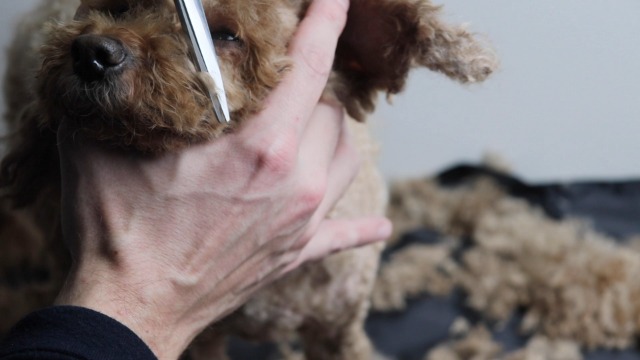 Bonve Pet Dog Clippers, Dog Grooming Kit Quiet Electric Pet Clippers Cordless Rechargeable Professional Dog Hair… - Image 8