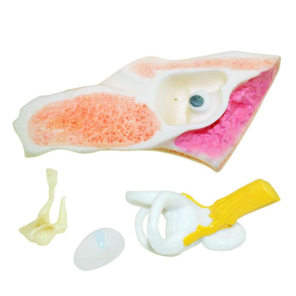6X powiększony Modele medyczne anatomiczny ucha, Modele medyczne anatomii ludzkiego organu, Modele medyczne ucha, materiał PCW, Modele medyczne ludzkiego ucha, do nauki edukacji naukowej