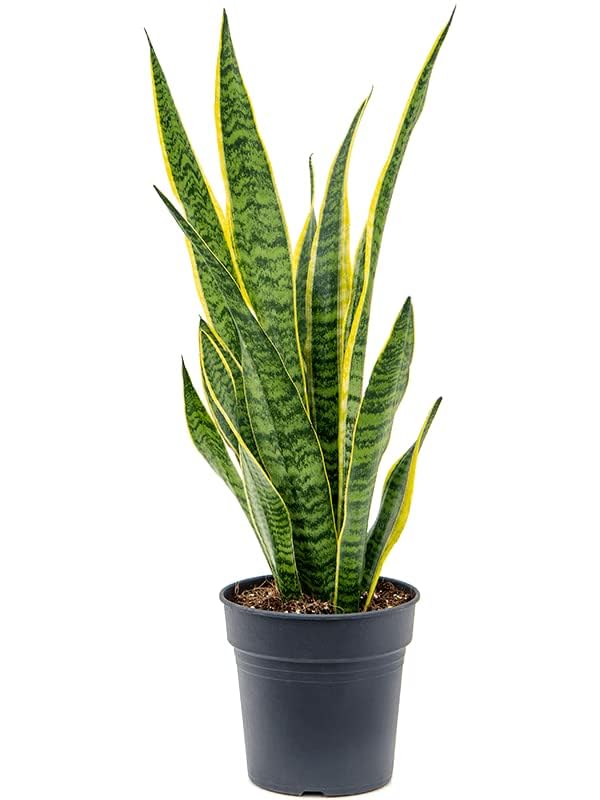 See full amazon price history chart for Greenursery Sansevieria Live Indoor Plant For Home and Garden with Pot (Pack of 1) (Laurentii) Greenursery Sansevieria Live Indoor Plant For Home and Garden with Pot (Pack of 1) (Laurentii) (B0D3BCZYLJ) Amazon Price History, Amazon Price Tracker