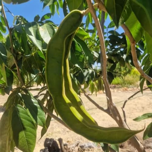 LIVE PLANT - Ice Cream Bean (Inga Edulis) - Seedling Medium (20cm to 65cm)