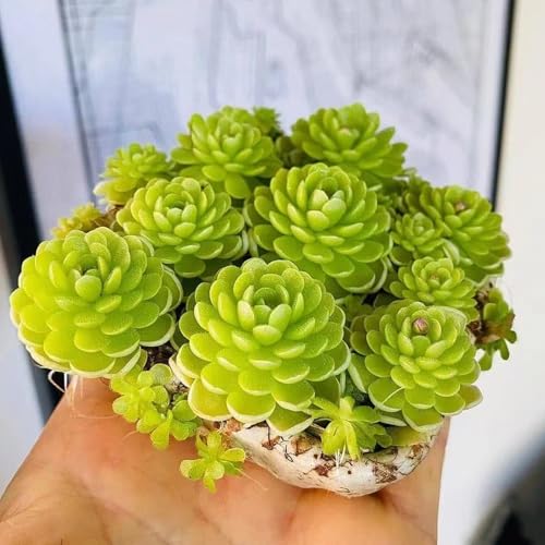 semillas de plantas de butterwort, semillas de plantas carnívoras plantas para lugares soleados flores reales plantar plantas herbáceas resistentes afuera semillas de flores flores del 5pcs