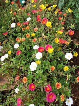 Plantazee Joogtook Portulaca Oleracea Mixed Colours Live Plant (B0B2WVSFWY) Amazon Price History, Amazon Price Tracker