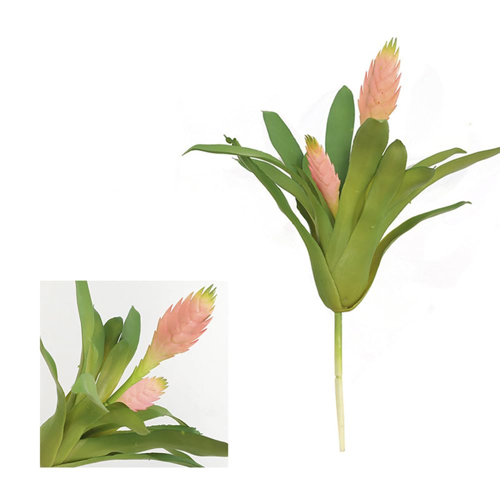 elefantenfuß 120 cm Elefantenfuß – 120 cm – Beaucarnea recurvata kaufen – Luna's Leaf Co main image 1