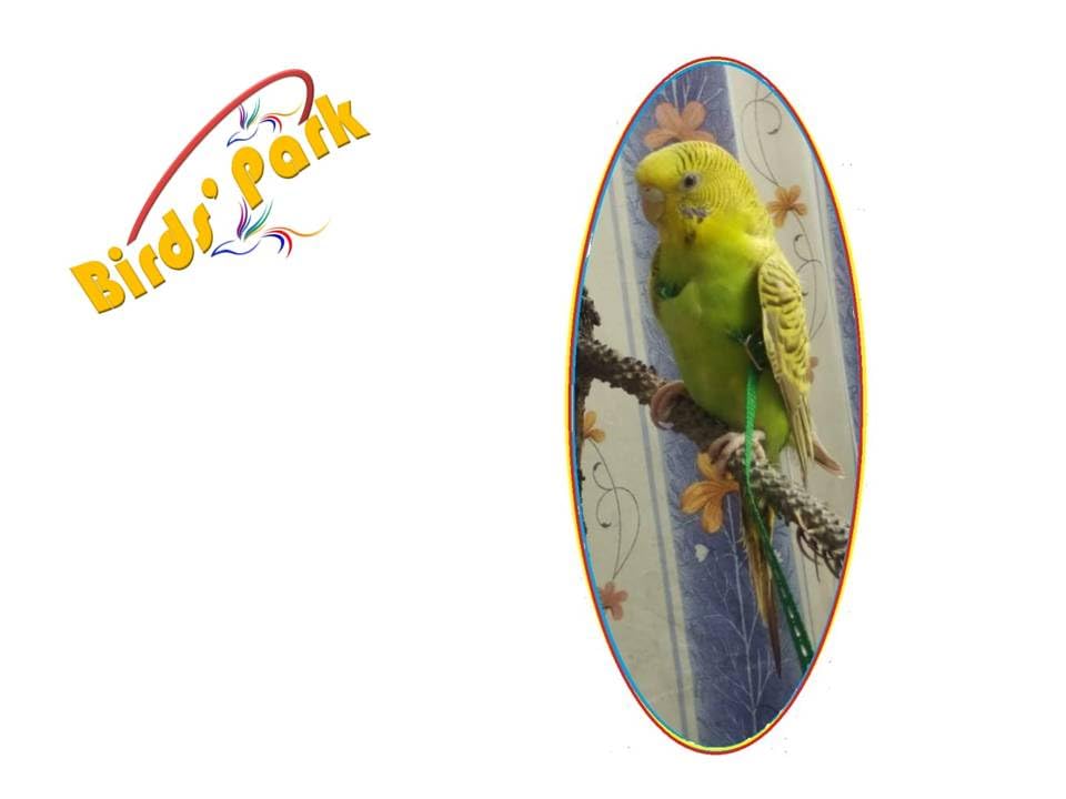 See full amazon price history chart for Bird Harness - Good for Budgie (Budgerigars) & Lovebirds Bird Harness - Good for Budgie (Budgerigars) & Lovebirds (B0B8XQCL9D) Amazon Price History, Amazon Price Tracker
