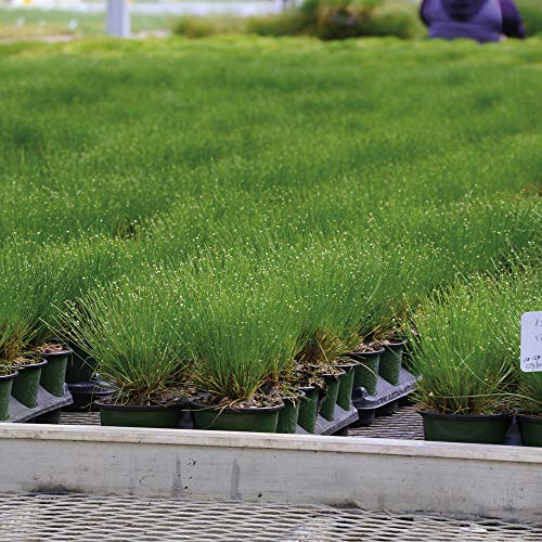 Outsidepride Isolepsis Live Wire Ornamental Grass For Wet Conditions - 50 Seeds #TOP20