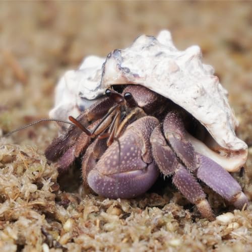 Begeterday Natural Premium Sphagnum Moss Fiber Substrate for Hermit Crab, Ideal Accessories for Hermit Crab Tanks, Great for Mixing with Hermit Crab Sand