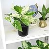 Live Pothos Plants (4PK) Indoor Plants Live Houseplants, Pothos Live Plant House Plants, Money Plant Indoor Pothos Plant Decor, Devils Ivy Trailing Plants Live by Plants for Pets,Black #1