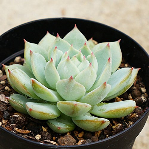 vY 7.5cm|bg A GPxA Echeveria Prism Y  ϗtA CeAO[ 񂹐A ke 1{ 1