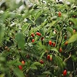 Chili Pequin Pepper - 25 Seeds - Also Known as Bird Chili or Chili Piquin Pepper, Popular Mexican Pepper, Non-GMO, Heirloom Seeds for Planting in The Home Garden, Thresh Seed Company