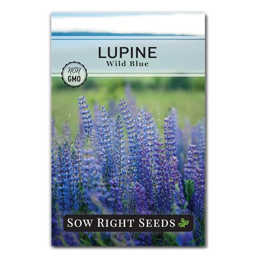 Sow Right Seeds - Wild Blue Lupine Seeds for Planting - Non-GMO Heirloom Perennial - Easy to Grow - Beautiful Purple Flowers for Gardens and Landscapes - Ideal for Bee and Butterfly Attraction (1)