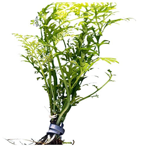 CANTON AQUATICS Water Sprite (Indian Fern) - Easy Care Live Aquatic Plant - Freshwater Aquariums...
