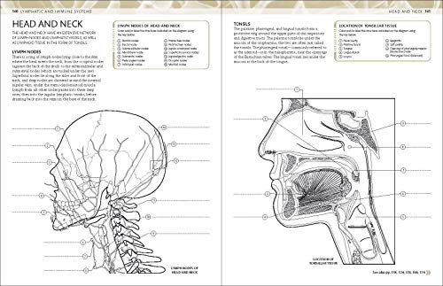 The Human Body Coloring Book: The Ultimate Anatomy Study Guide (DK Human Body Guides) - Image 2