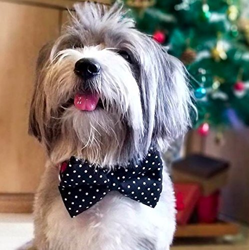 Image of That Dog In Tuxedo Twinkle Dots Dog Bow Tie Bowtie with Collar (Size - M-L)