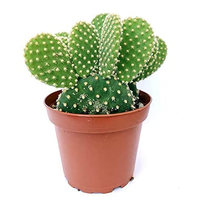Sumit Greenery Round Cactus Live Plant with Free Pot (Pack of 1) - Perfect for Indoor (B0BR55ZXH8) Amazon Price History, Amazon Price Tracker