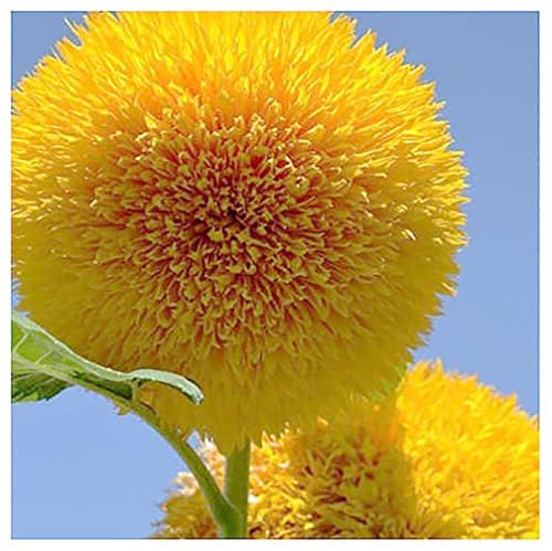 Teddy Bear - Fluffy Dwarf Sunflower Seeds - 30 Seeds - Up to 40 Tall