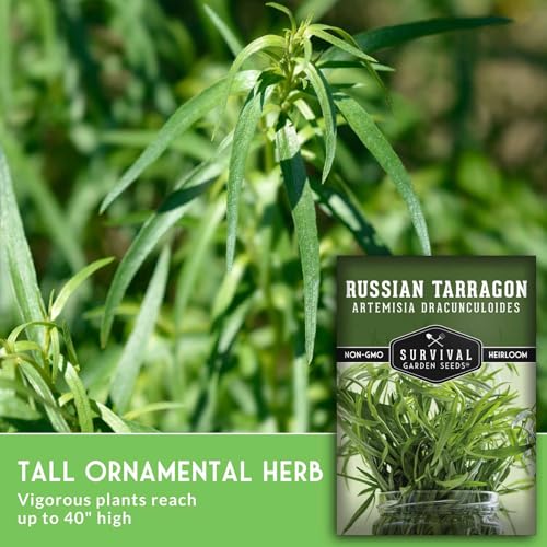 Russian Tarragon Seeds for Planting - Plant & Grow Big Flowering Herbs in Your Home Vegetable Garden - Non-GMO Heirloom Variety - Survival Garden Seeds (3 Packs) - Image 5