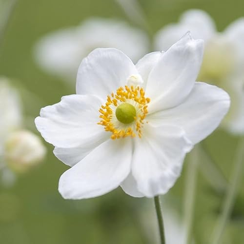 Plant Theory Honorine Jobert Japanese Anemone Perennials Flowering Plants 2L Pot