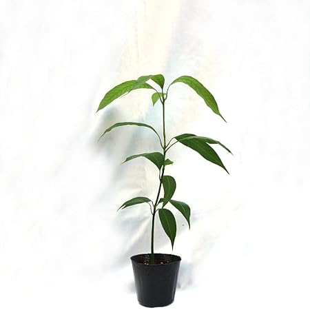 Amazon マンゴー アーウィンの苗木 21cmポット接木苗 1本売り ポット苗なので年中植付け可能 果樹 1年生 接木苗 台木ドマンゴー在来種 即出荷 学名 Mangifera Indica 別名 アップルマンゴーとも呼ばれます 果皮は鮮やかな赤色 少し黄色や黄緑色が残っている