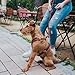 HUNTER AALBORG Hundegeschirr, Leder, S-M/1, cognac