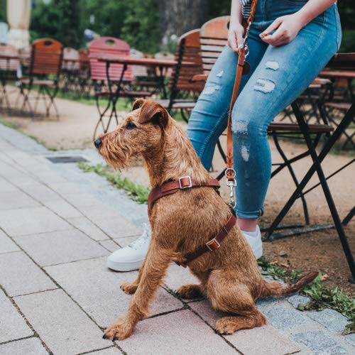 HUNTER AALBORG Hundegeschirr, Leder, S-M/1, cognac