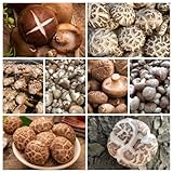 50 piezas Comprar semillas de setas - Lentinus edodes - Plantas de semillas de hortalizas de balcón para jardín. Semillas de hortalizas orgánicas regalo jardín. viejas verduras semillas
