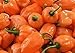 Orange Habanero Hot Pepper Seeds- 50+ Seeds