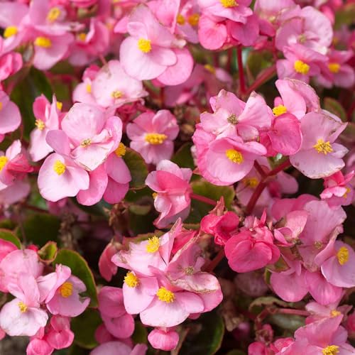 Begonia F1 Heaven Pink - Begonias Plants Garden Ready - Begonia Plug Plants for Planting Now UK - Flowering Garden Plant for Bedding, Pots and Containers - 6 Pack
