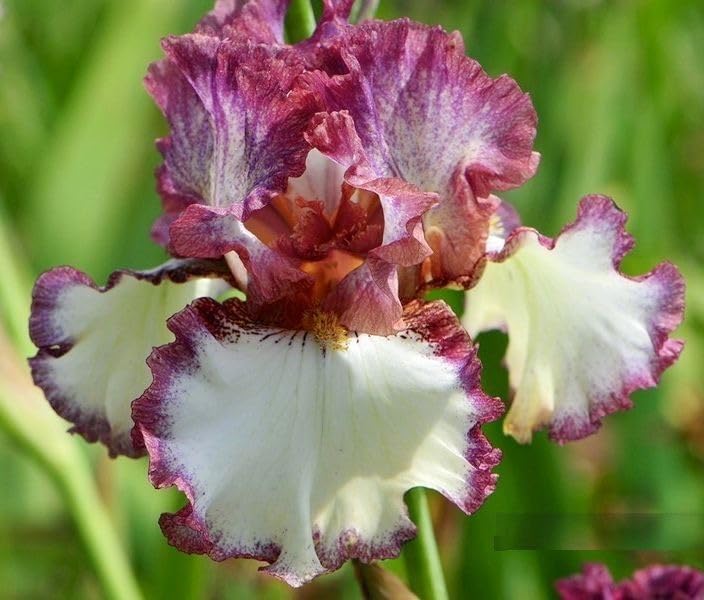SVG® Dutch Iris Flower Bulbs for Your Home and Gardening Pack of 2 Bulbs (PINK WITH WHITE)