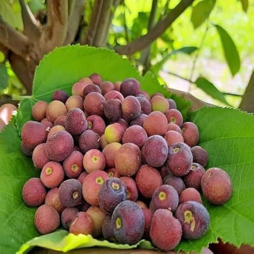 Image of Phalsa Live Plant | Fruit Bearing Tree | Healthy & Easy to Grow Plant for Home, Terrace & Outdoor Gardening | Pack of 1