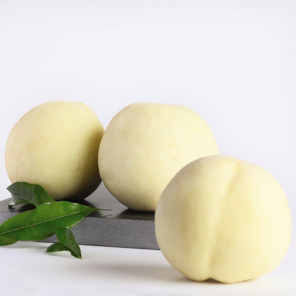 Peach 'Ice Peach' Tree - Dwarf Patio Peach Variety for Small Spaces - Sweet, Juicy White Peaches - Self-Fertile - Pink Blossom - 1x 18cm Potted Plant by Thompson & Morgan