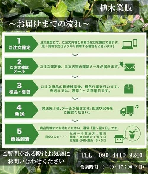 植木業販イロハモミジ樹高0.8m前後10.5cmポット【40本セット】いろはもみじ紅葉苗植木苗木庭生垣目隠し 【アルプス】