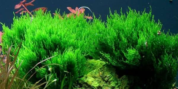See full amazon price history chart for Maalavya Live Aquatic Plant (Flame Moss) Big Bunch Loose Moos Maalavya Live Aquatic Plant (Flame Moss) Big Bunch Loose Moos (B0D9S7FVXR) Amazon Price History, Amazon Price Tracker