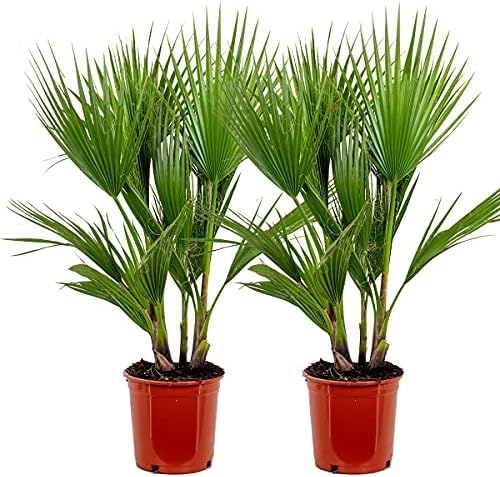 BALDUR Garten Winterharte KübelPalmen, 2 Pflanzen, Chinesische