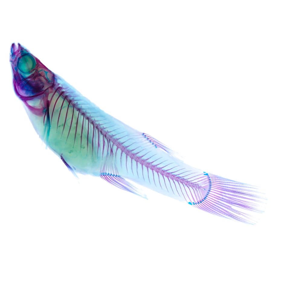 魚標本 透明フィルム包装 魚標本 透明フィルム包装 魚標本 透明フィルム包装