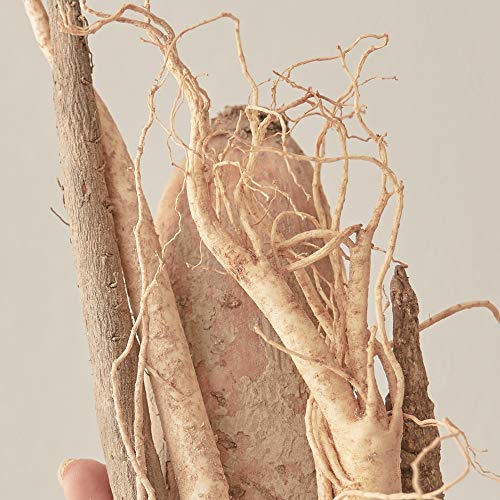 Blithe Vital Treatment 5 Energy Roots of Korean Red Ginseng Licorice Burdock & Damask Rose - Vegan Proactive Moisturizer Essence & Anti Acne Face Cream Skin Care for Vitalizing & Hydrating 5 Fl Oz