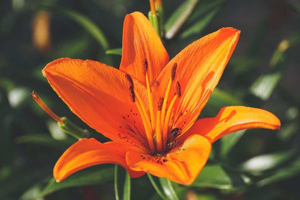 Asiatic lily flower bulbs mix color,Bulbs for asiatic lilly flower mix colour (Pack of9) (B0CSXHVH5R) Amazon Price History, Amazon Price Tracker